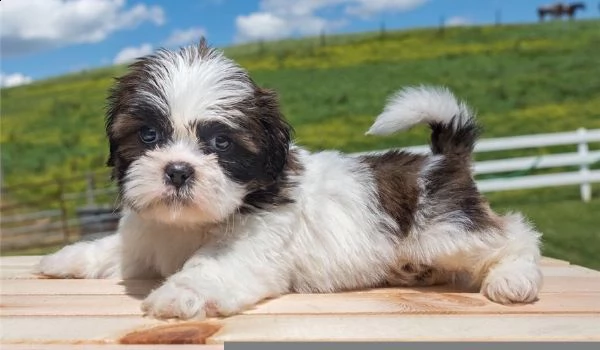 regalo bellissimi cuccioli allevati shih-tzu,