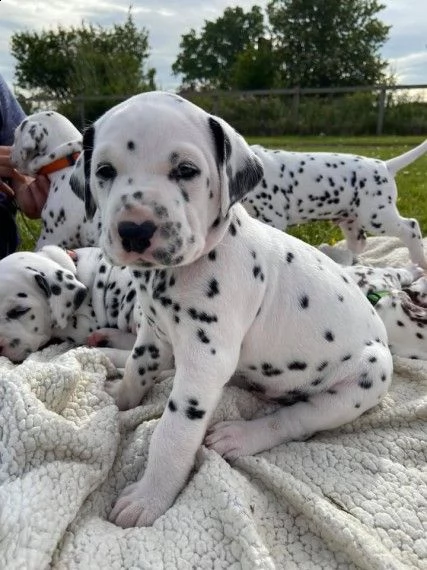 dispone di cuccioli dalmata | Foto 1