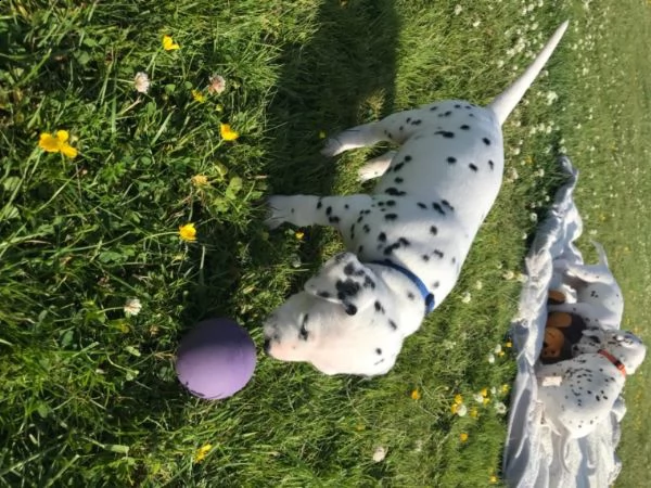 dispone di cuccioli dalmata | Foto 0