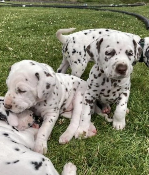 dispone di cuccioli dalmata