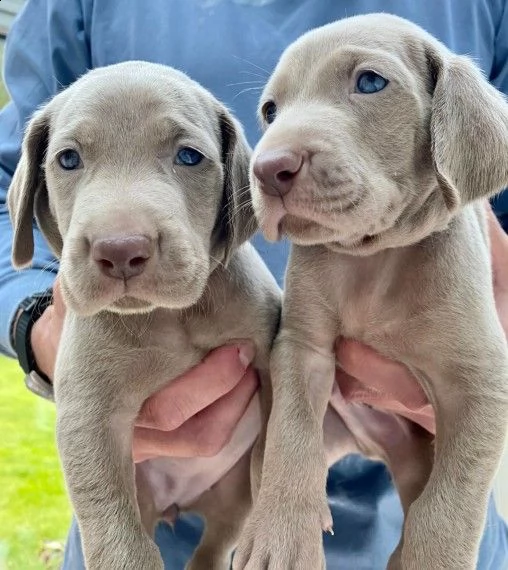 bracco weimaraner blue