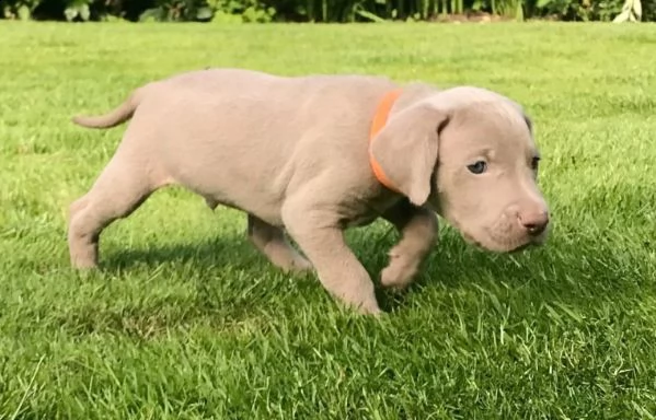 bracco weimaraner blue | Foto 0