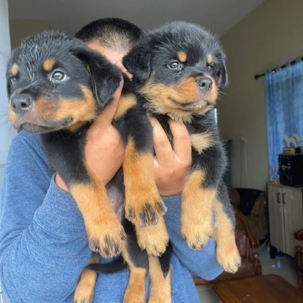 Cuccioli di Rottweiler Terrier 