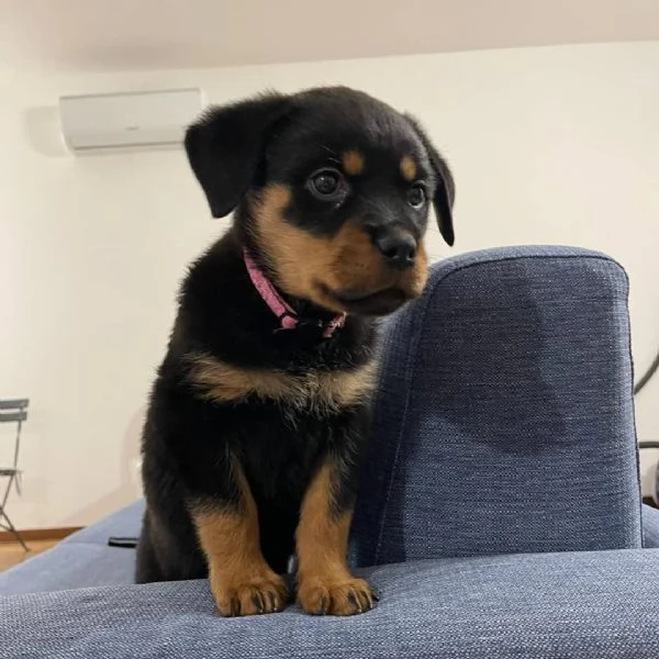 Cuccioli di Rottweiler Terrier  | Foto 3