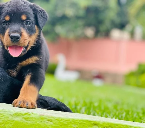 Cuccioli di Rottweiler Terrier  | Foto 2