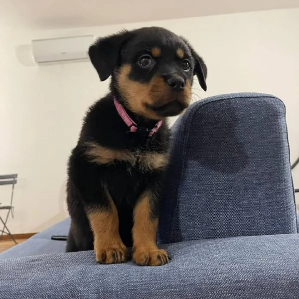Cuccioli di Rottweiler Terrier  | Foto 1