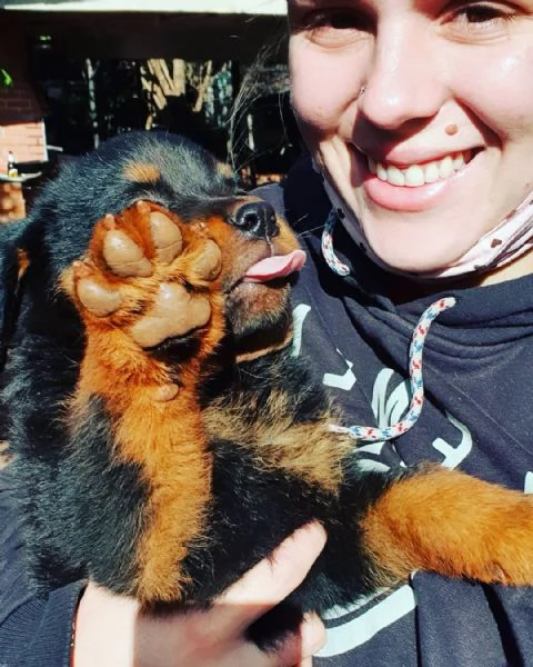 Cuccioli di Rottweiler Terrier  | Foto 0