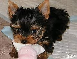 disponiamo cucciolo di york shire mini mini toy