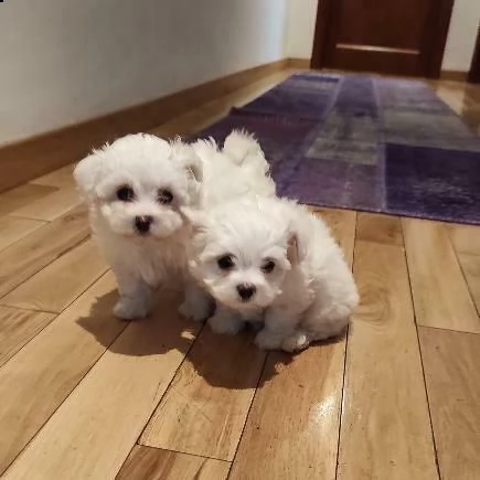 privato cede dolcissimi cuccioli casalinghi di 60 giorni nati in e cresciuti in casa. 