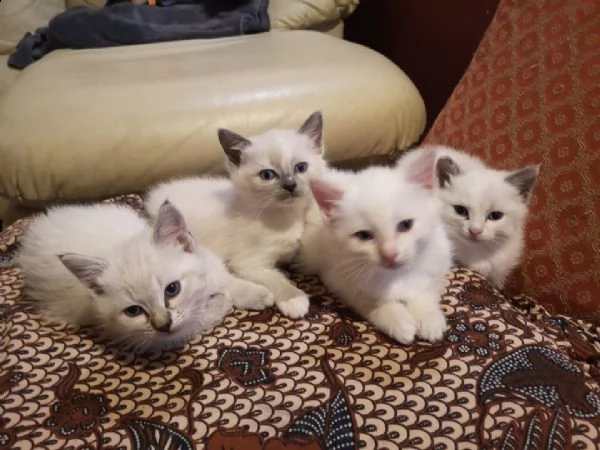 bellissimi cuccioli di ragdoll 