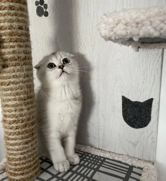 scottish fold pelo corto