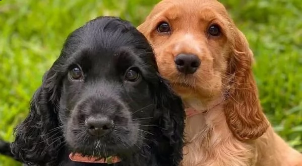   regalo cuccioli coker spaniel