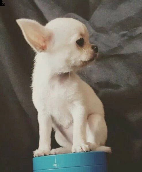 chihuahua, pelo corto