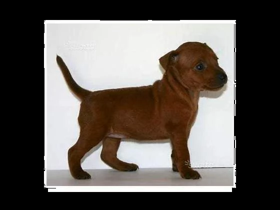 disposizione cuccioli di pincher toy