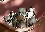 bellissimo cucciolo di chiwawa pincher mini toy