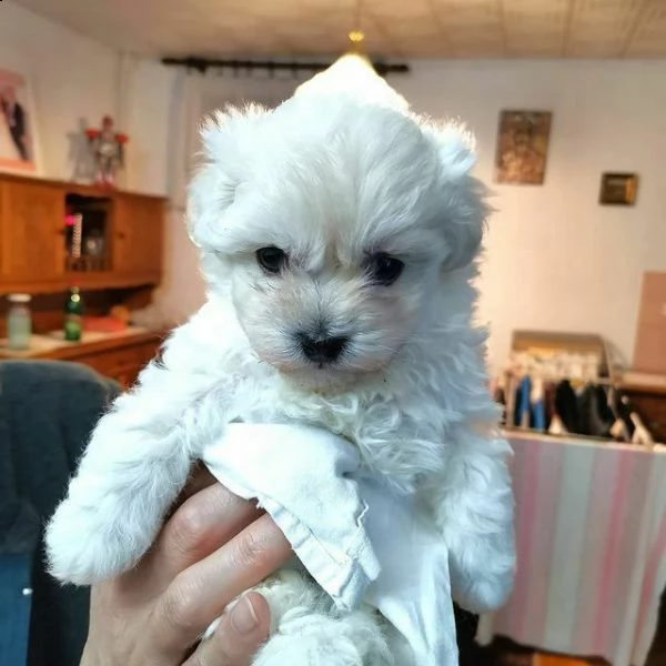 cuccioli bellissimi di maltesini toy