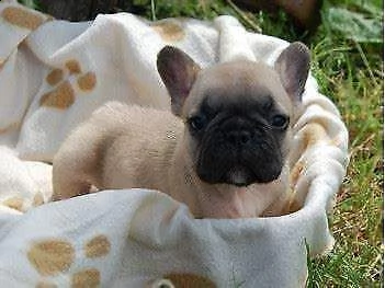 disponiamo cucciolo di mixs bull dog francese 