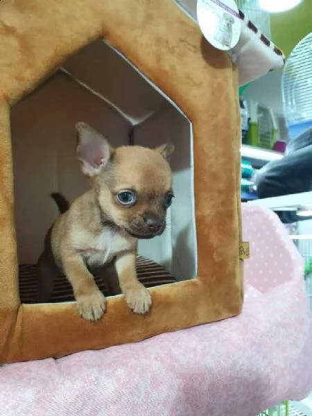  cuccioli d ichihuahua mini mini