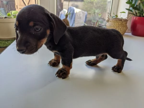 regalo adorabili cuccioli  bassotto femminucce e maschietti disponibili