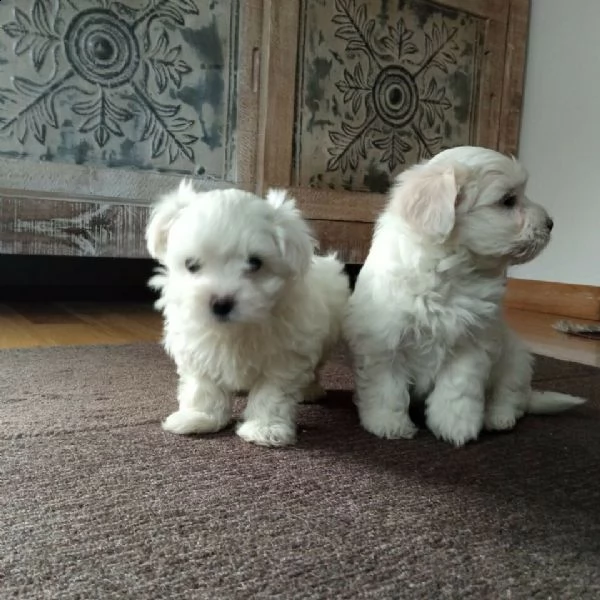 privato cede cuccioli di maltese di 60 giorni