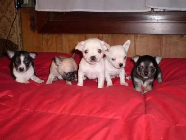 dispo gentilissimi cuccioli di chiwawa toys , di tre mesi