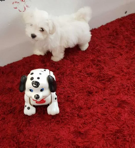 dispongo di bellissimi cuccioli di razza maltese.
