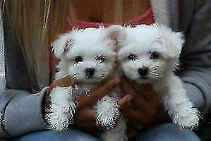 cucciolissimi cuccioli di maltese tpoys,
