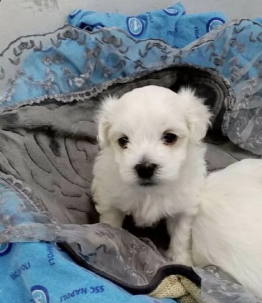 curatissimi cuccioli di maltesini toy