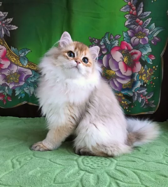 simpatici gattini persiani disponibili hanno tutti i vaccini molto giocosi, buoni con i bambini e al