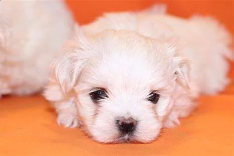 disponiamo cucciolo di maltese mini mini dolcissimi buonissimi