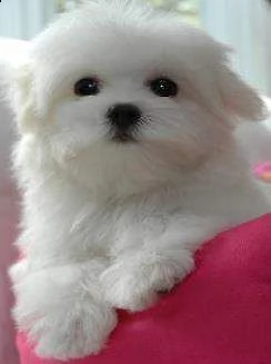 bellissimo cucciolo di maltese mini toy generosissimi 