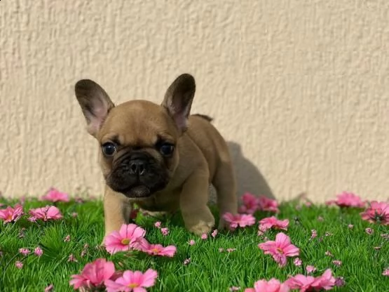 regalo cuccioli di bulldog frances