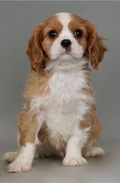 regalo chihuahua cuccioli meravigliosi ! 