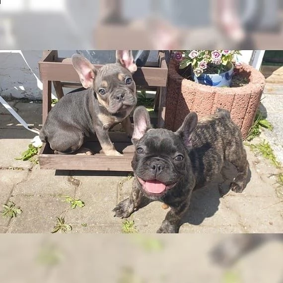 bulldogue francese blue