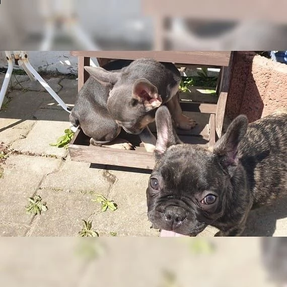 bulldogue francese blue | Foto 0