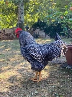 titi il ​​gallo