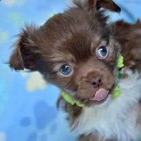 chihuahua in vendita