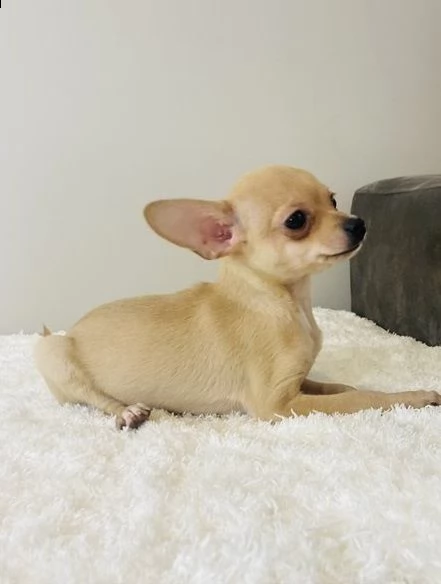 chihuahua