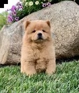cucciolo di chow chow