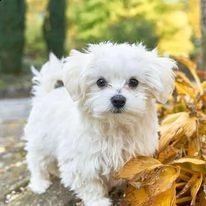 cuccioli maltesi