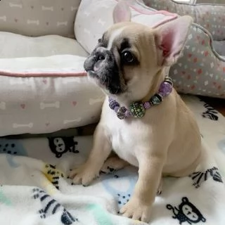 cuccioli di bulldog francese disponibili | Foto 2