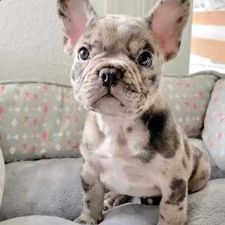 cuccioli di bulldog francese disponibili | Foto 0
