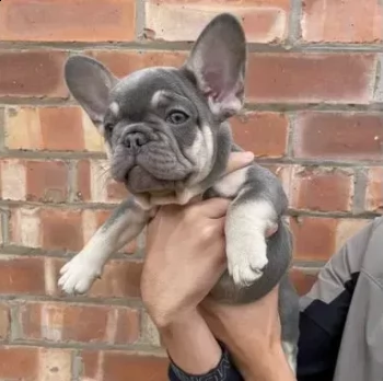 adozione tre mesi cuccioli bouledogue francese | Foto 0