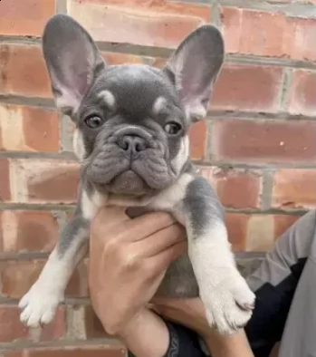 adozione tre mesi cuccioli bouledogue francese