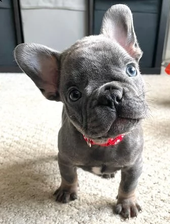 regalo cuccioli bouledogue francese blu
