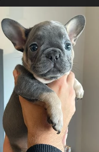 regalo cuccioli bouledogue francese blu | Foto 0