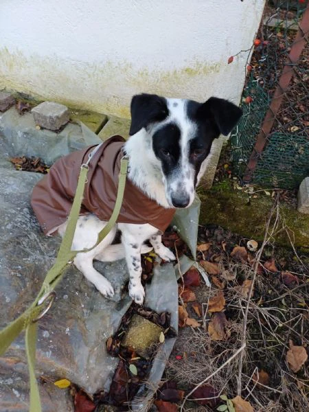 Cucciola simil Setter/Border Collie di 10 mesi cerca casa | Foto 6