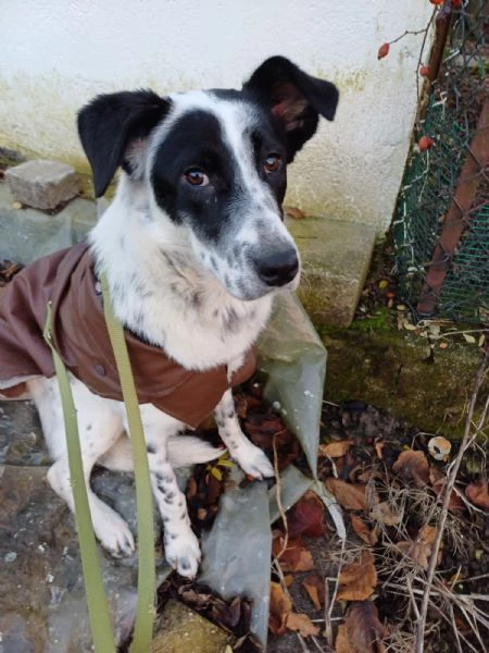 Cucciola simil Setter/Border Collie di 10 mesi cerca casa