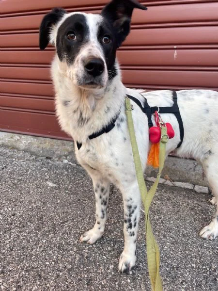 Cucciola simil Setter/Border Collie di 10 mesi cerca casa | Foto 4