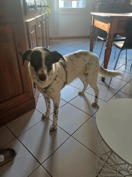 Cucciola simil Setter/Border Collie di 10 mesi cerca casa | Foto 3